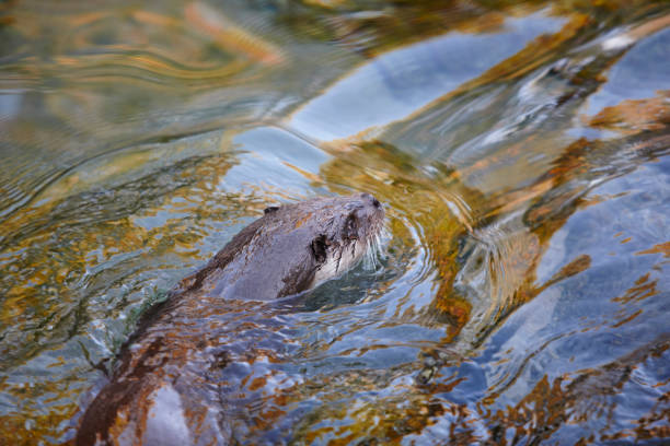 Side view of rodent called 'Myocastor Coypus', commonly known as 'Nutria', with raised head at river
