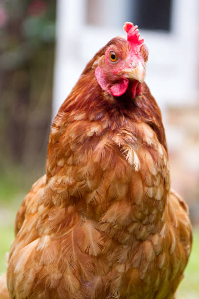 istock Chicken stands in a back yard on the grass 868443270