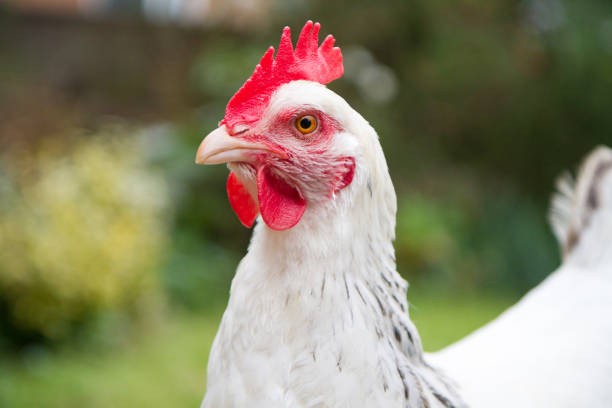 istock Chicken stands in a back yard on the grass 868443276
