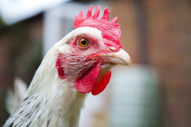 A white chicken with a red comb stands in a back yard garden in Huntingdon, Cambridge England