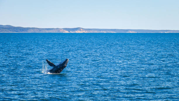 istock Whales cruise in Hervey Bay in Australia 868449918