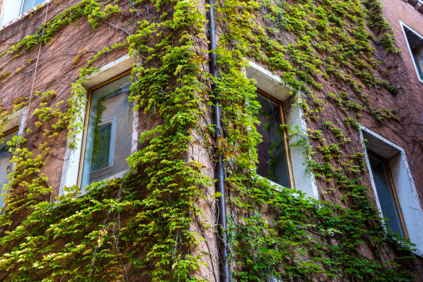 istock decorative green climbing plants on the house wall 868450474
