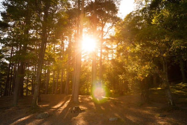 istock Incredible sun shining through the forest as it sets on Derwentwater Keswick 868450792