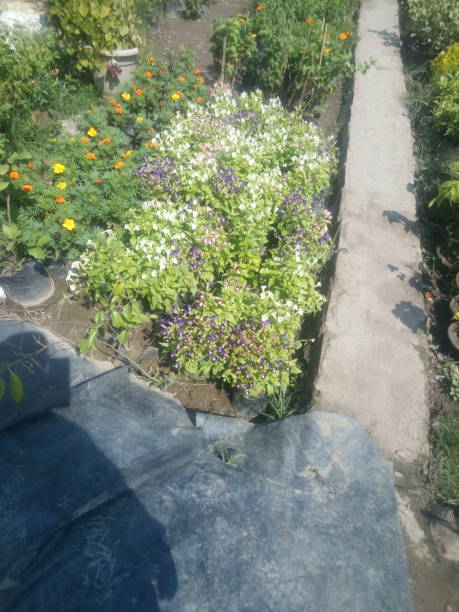 istock Scenery of flowers 868455292