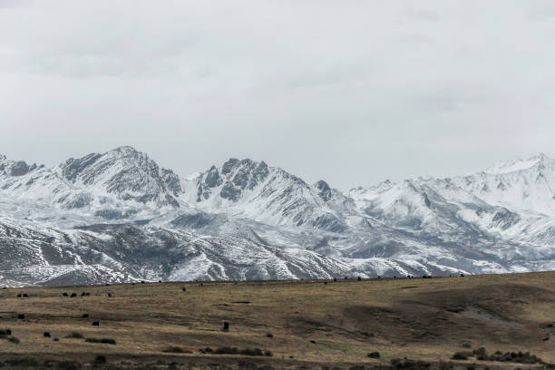snow mountain with grassland in winter
