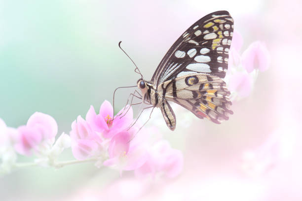 istock Close up butterfly on pink flower 868457614