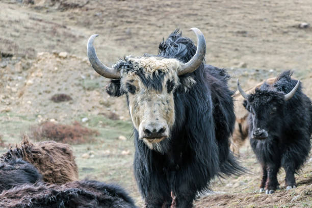 istock wild black yak in grassland 868458214