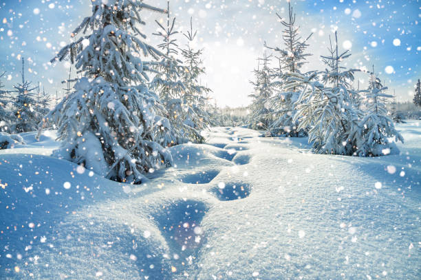 зимний пейзаж с лесом и голубым н�ебом - winter sunlight sun january стоковые фото и изображения