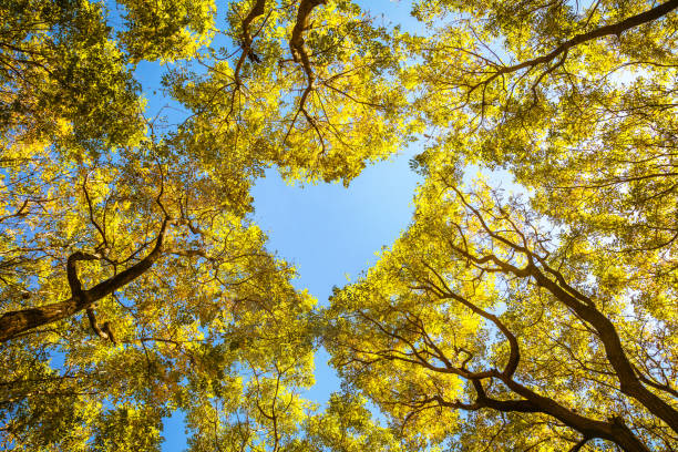 istock Branches of the heart-shaped, autumn woods. 868461298