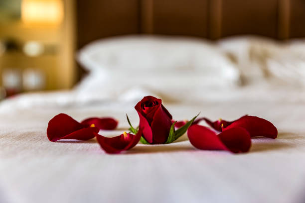 istock rose  and petals on bed 868465190