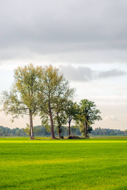 istock Row of trees in early morning sunlight 868466352