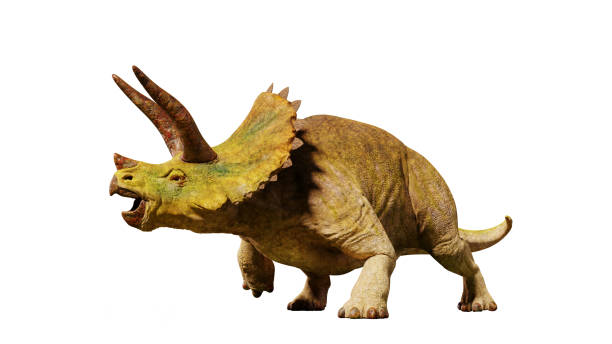 istock Triceratops horridus dinosaur from the Jurassic era (3d render isolated on white background) 868466672