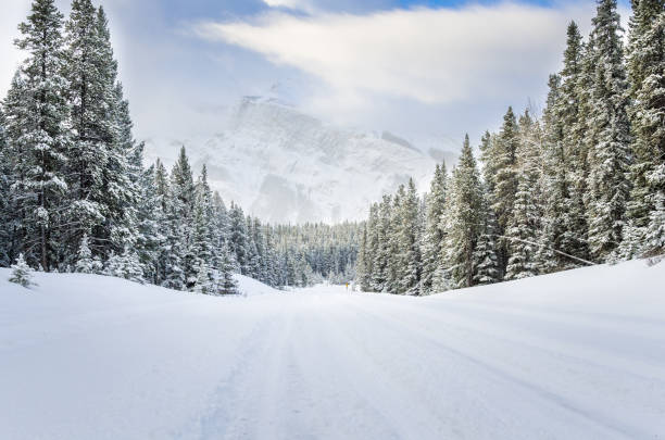 forststraße mit frischem schnee bedeckt - snow winter forest tree stock-fotos und bilder