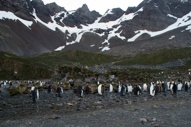 istock penguin rookery at bottom of mountain 868466766