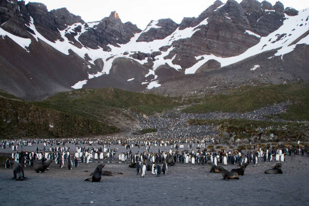 istock penguin rookery at bottom of mountain 868466778