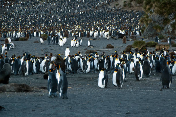istock King Penguin rookery at dusk 868466814