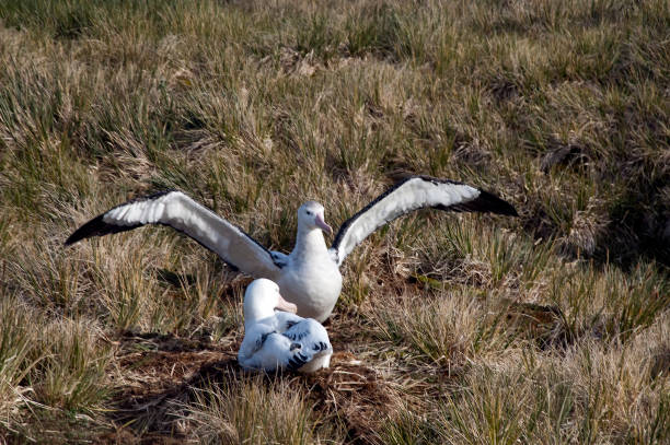 istock Pair of wandering albatross nesting in the grass 868468940