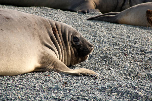 istock Southern elephant seal on beach in the summer 868469076