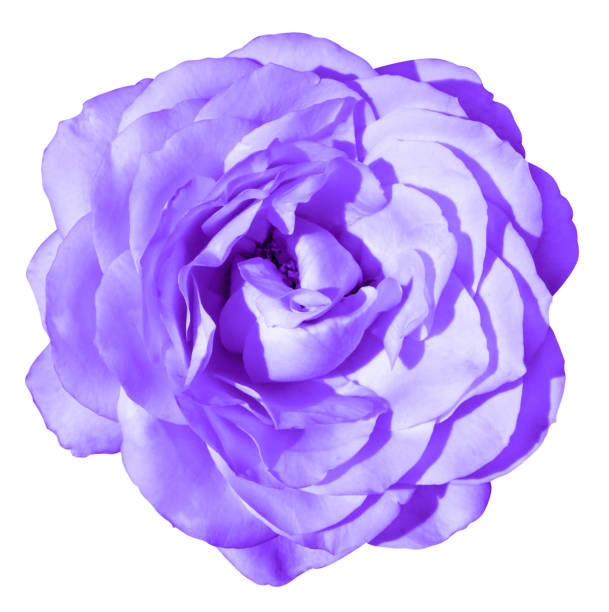 istock Violet rose flower macro isolated on white 868469362