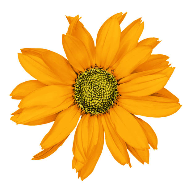 istock Orange decorative sunflower macro isolated on white 868469388