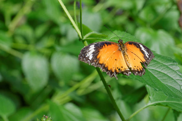 istock Orange butterfly in front of green background 868469418