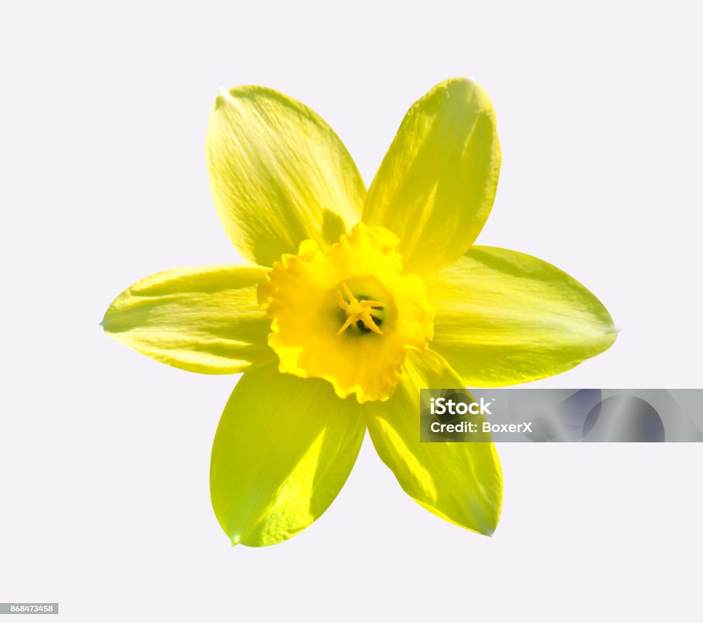 Yellow Flower Day Lilies Hemerocallis Macro Isolated On White Stock