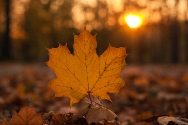 istock Beautiful maple leaf on the sun  against fall blurred background. 868474950