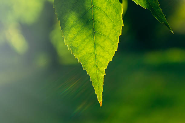 istock Green leaf in an autumn park 868481720