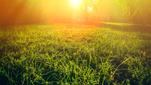 istock grass in the autumn city park 868481754