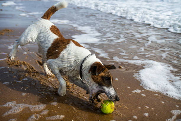 istock Dog plays with his tennis ball 868482430