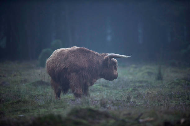 Highland bull in misty forest meadow