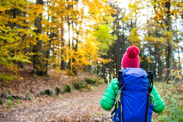 Hiking woman with backpack looking at inspirational autumn golden woods. Fitness travel and healthy lifestyle outdoors in fall season. Travelling female backpacker, walking and looking around.