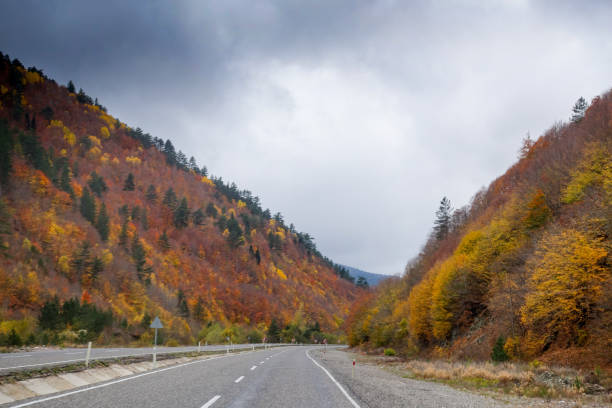 istock Autumn and forest, colorful trees and leaves 868490800