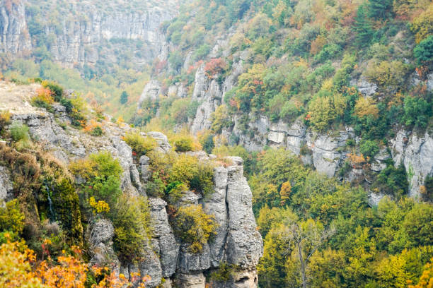 istock Autumn and forest, colorful trees and leaves 868490832