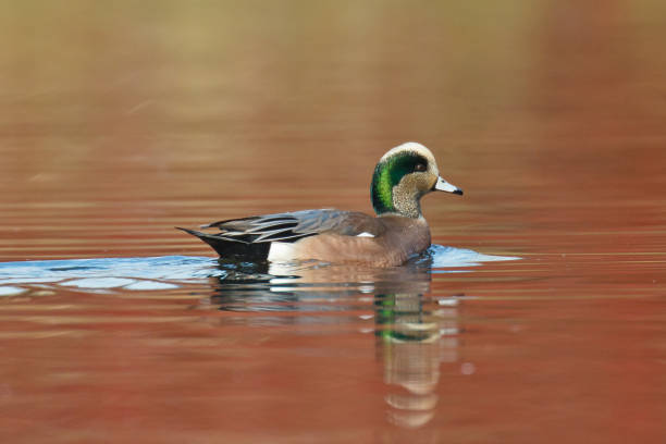 미국 wigeon 색된 물에 - american wigeon 뉴스 사진 이미지