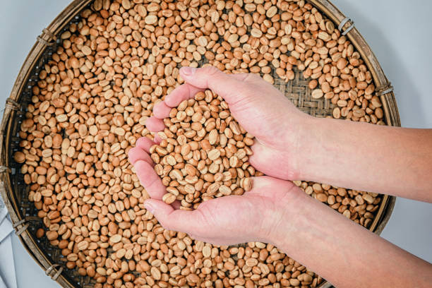 Coffee Beans in hand and arabica coffee beans in bamboo basket for sun dried processing.