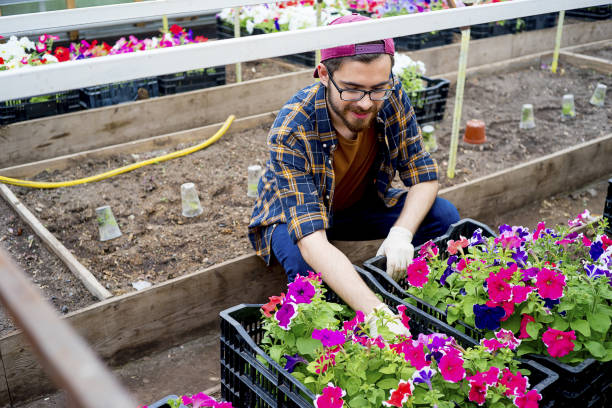 istock Man working in a greenhouse 868499374