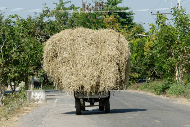 istock Old tractor with grass or hay on trailer. agriculture vehicle. 868502856