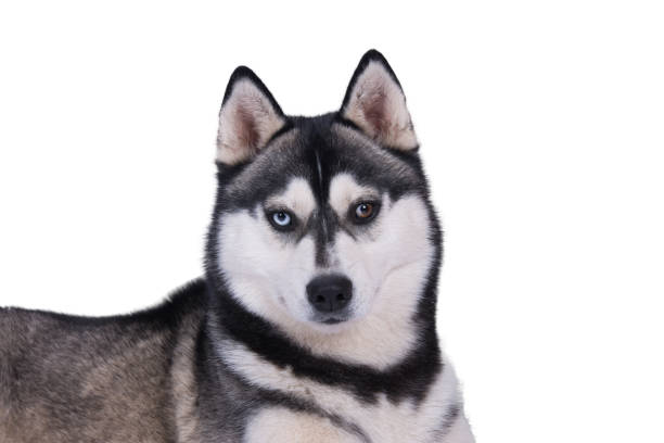 istock Husky head with marbled eyes against white background 868503100