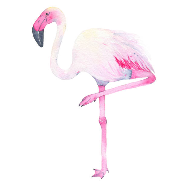 istock Watercolor hand painted tropical pink flamingo isolated on white background 868506774
