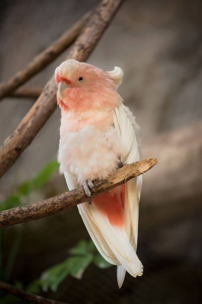 istock Pink Cockatoo, crested Cockatoo. 868507406
