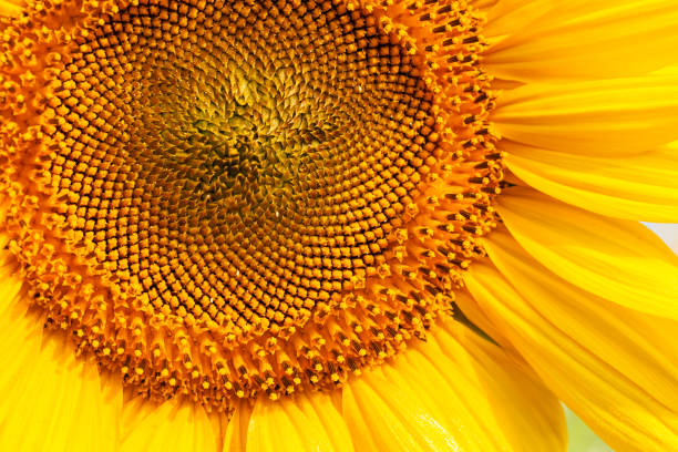 istock head of sunflower 868510558