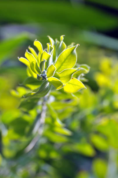 istock Beauty in nature 868514690