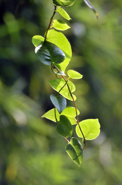 istock Beauty in nature 868514696