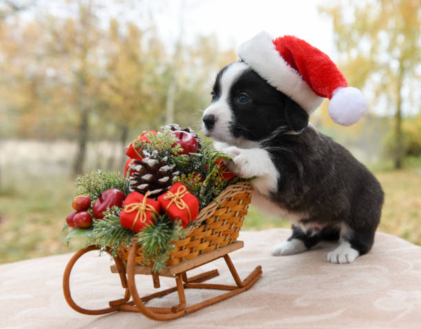corgi puppy in santa hat stock photo