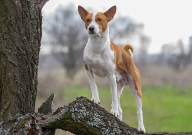 istock Mature Basenji dog looking around its territory standing on a tree branch 868515300
