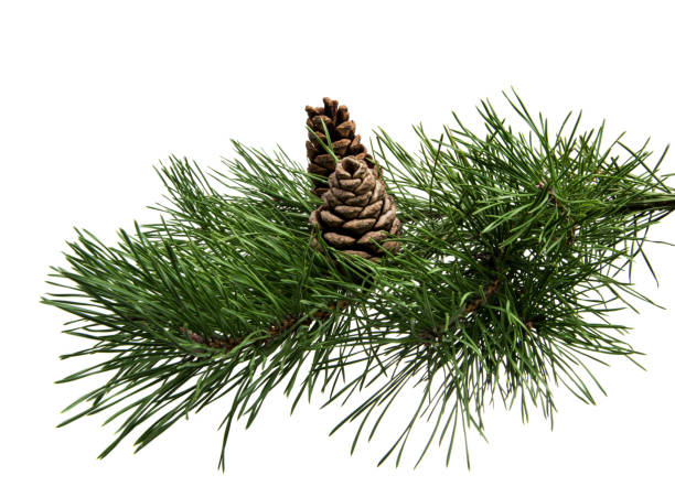 istock branch of pine with cones isolated 868515994