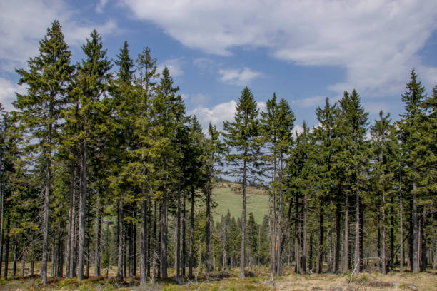 istock Trekking to the Turbacz peak 868518170