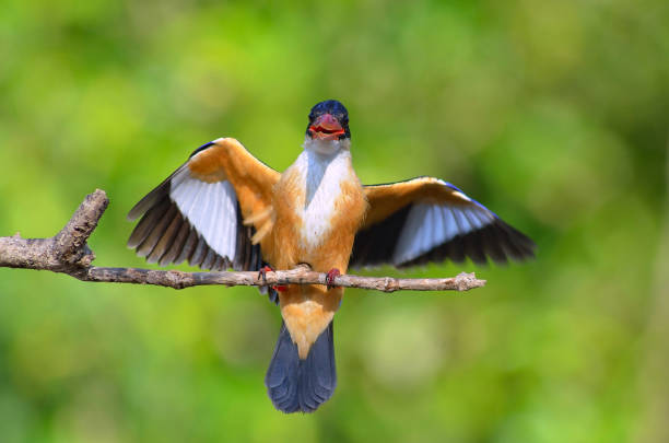 istock Kingfisher Halcyon pileata 868518486