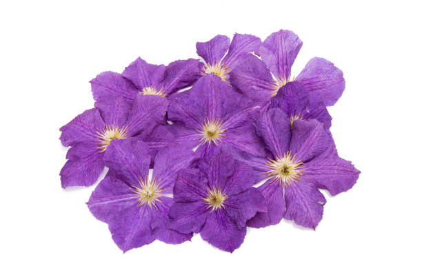 istock lavendar clematis flower 868519334